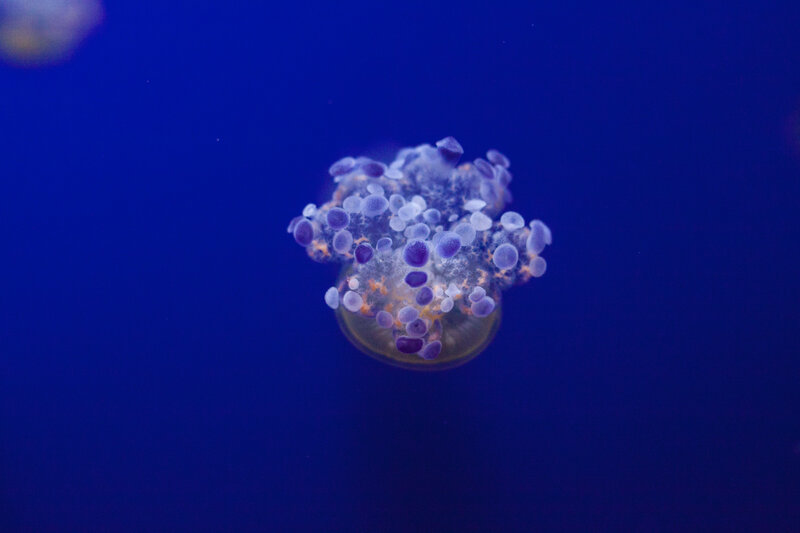 Purple Jellyfish — Blue, Serene, Photograph