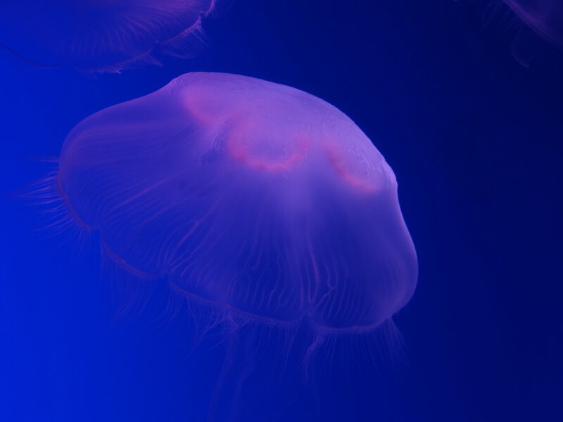 Purple Jellyfish — Blue, Serene