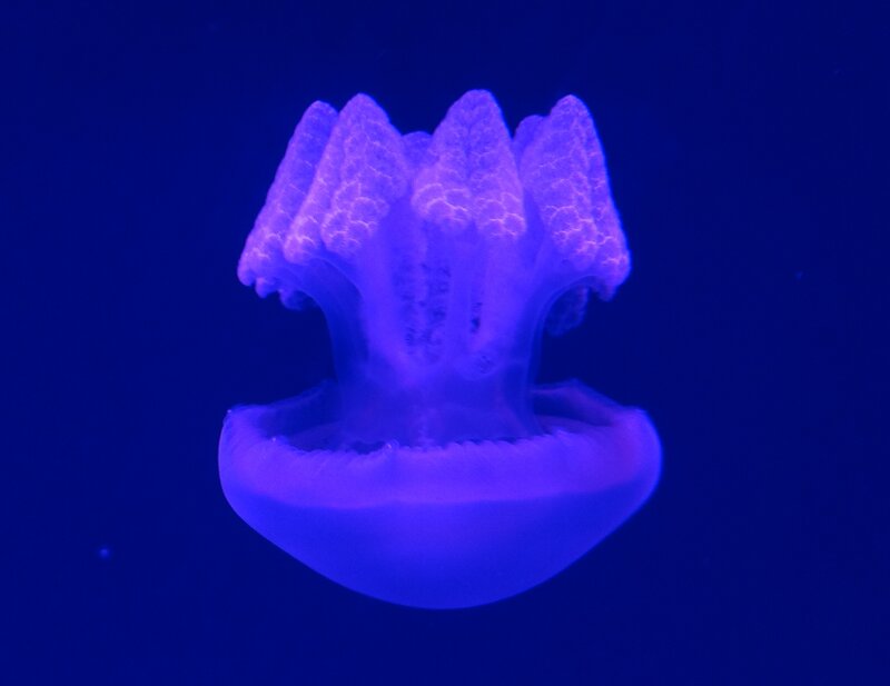 Purple Jellyfish — Blue