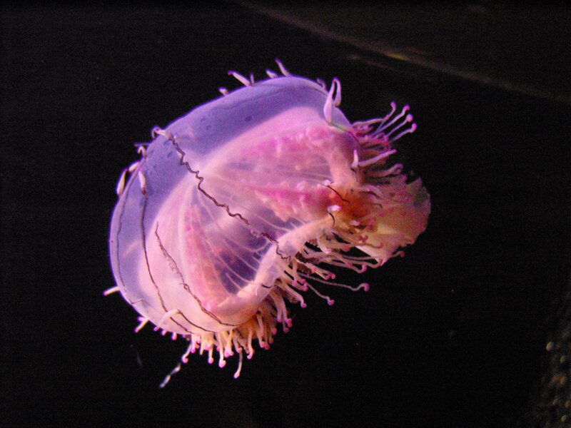 purple jellyfish in dark water