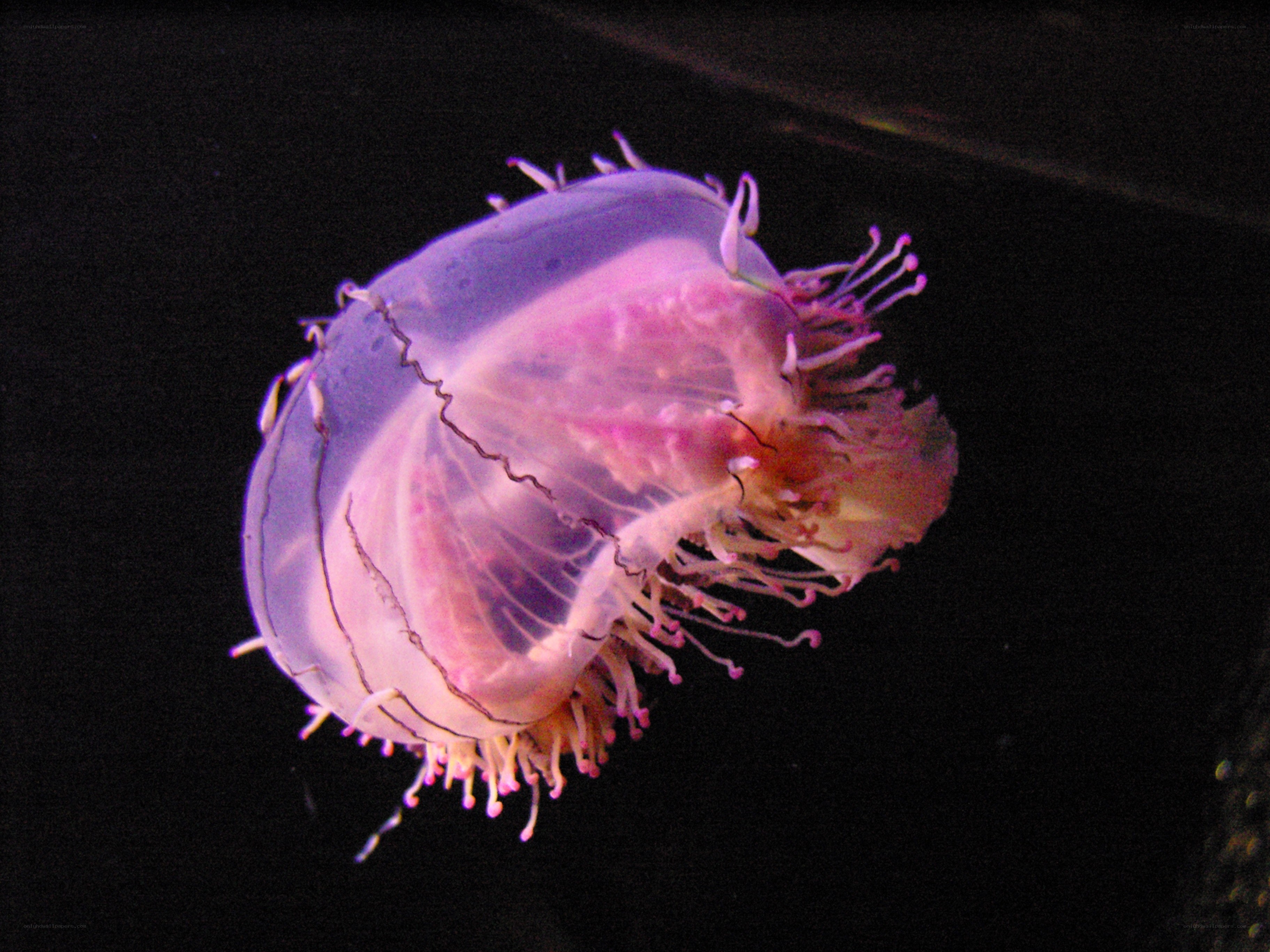 purple jellyfish in dark water