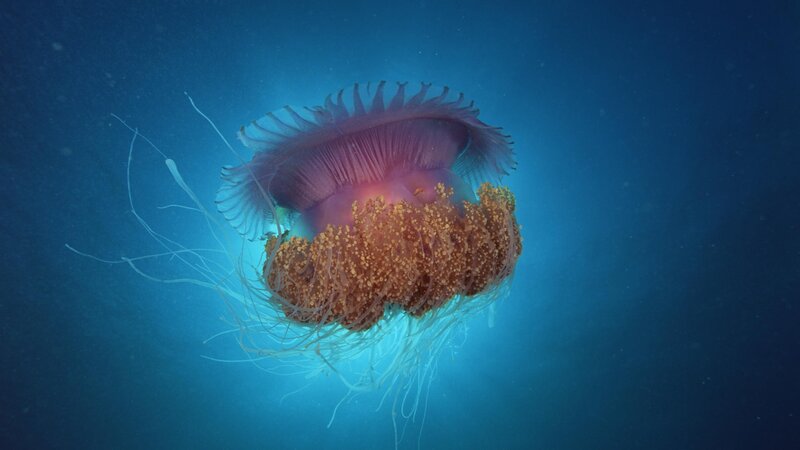 Purple Jellyfish in Water — Blue, Serene, Photograph