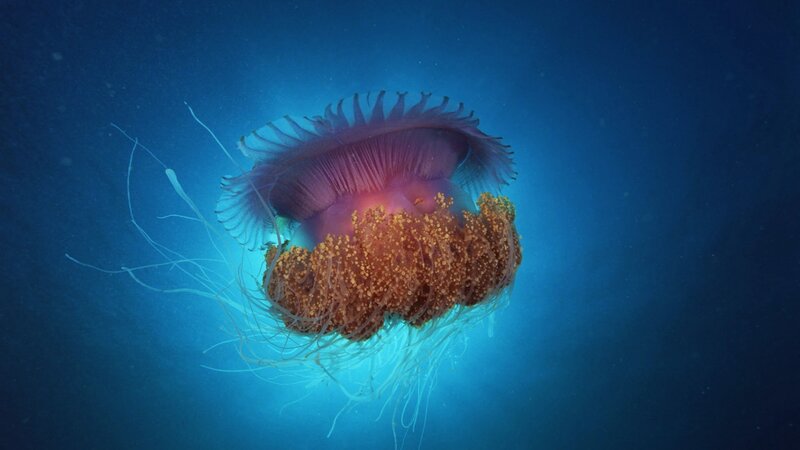 Purple Jellyfish in Water — Blue, Serene