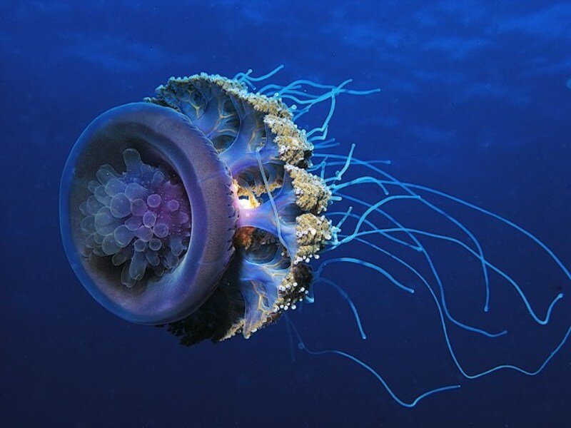 Purple Jellyfish in Water — Blue