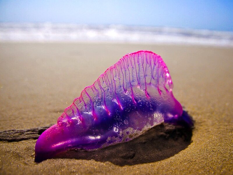 Purple Jellyfish on Beach — Serene