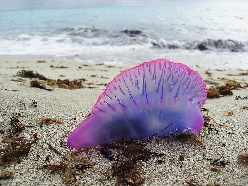 purple jellyfish on beach