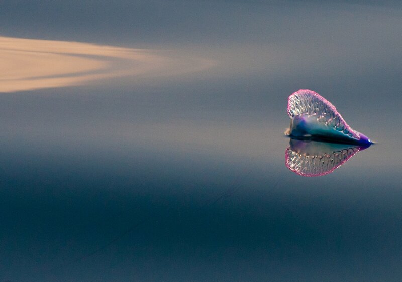 Purple Jellyfish on Water