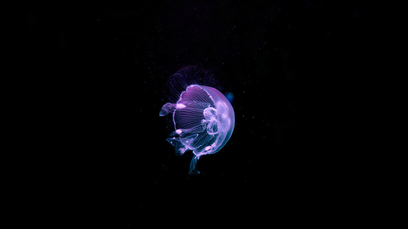 Purple Jellyfish — Serene, Night, Photograph, Dark Water