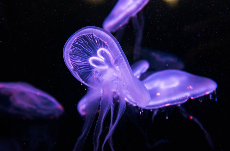 Purple Jellyfish — Serene, Night, Photograph, Tentacles