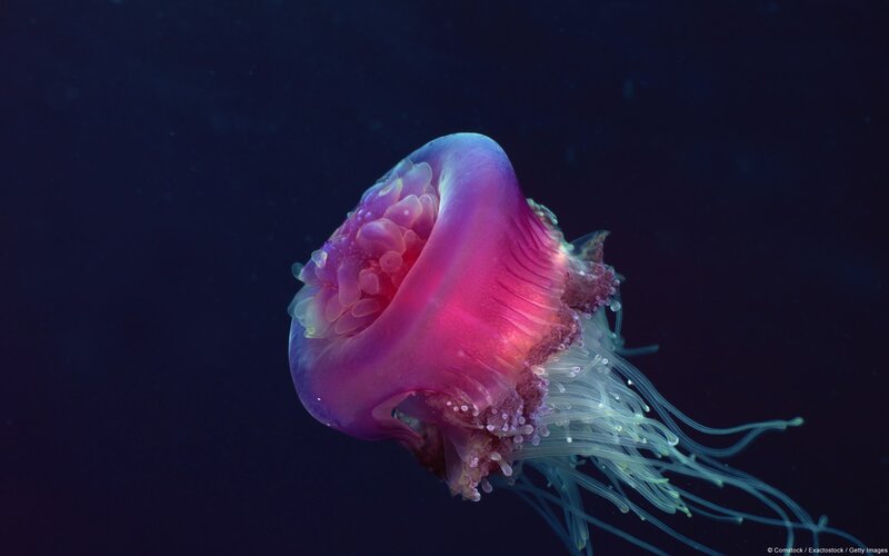 Purple Jellyfish — Serene, Night, Photograph