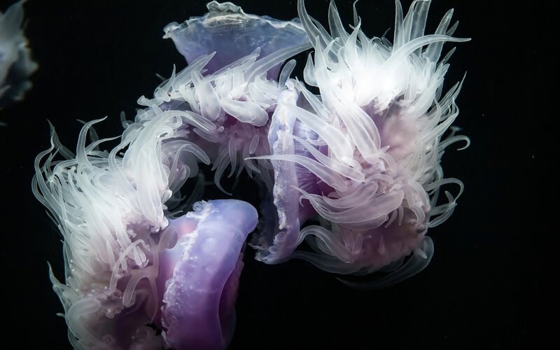 Purple Jellyfish — Serene, Photograph