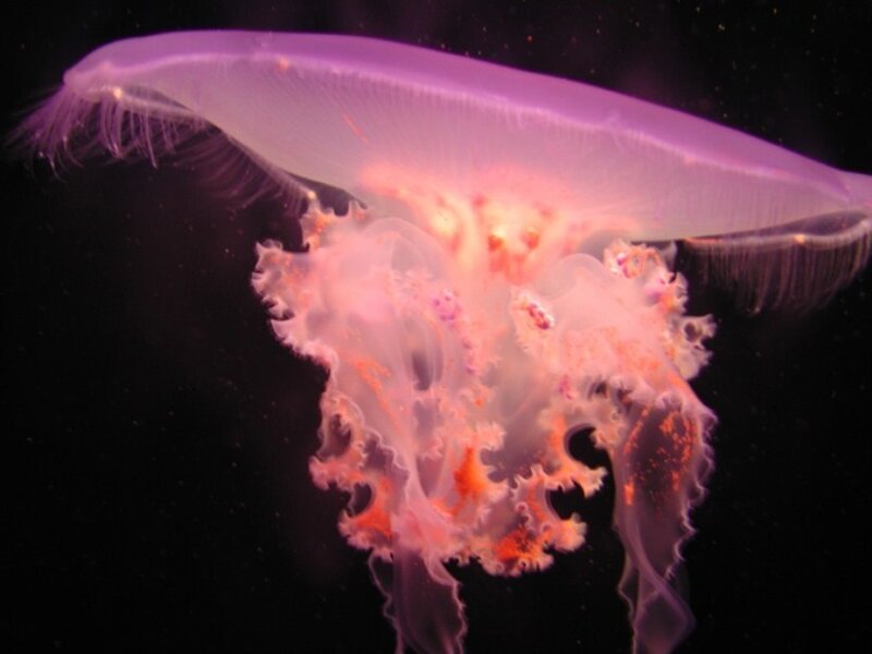 Purple Jellyfish — Serene