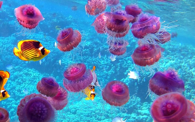 Purple Jellyfish Swarm