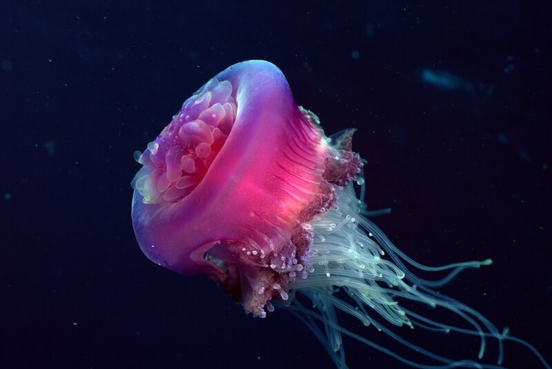 Purple Jellyfish