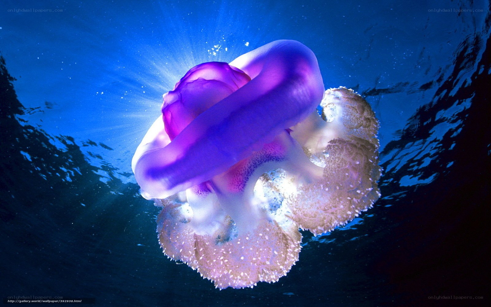 Purple jellyfish underwater