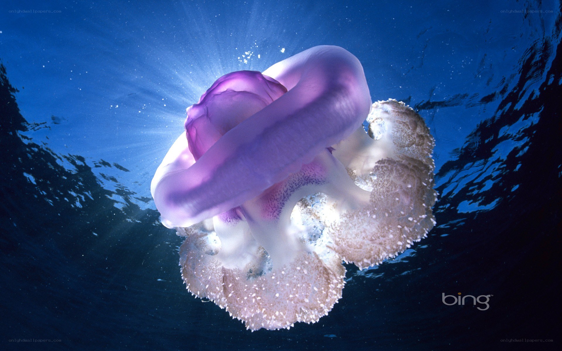Purple jellyfish underwater