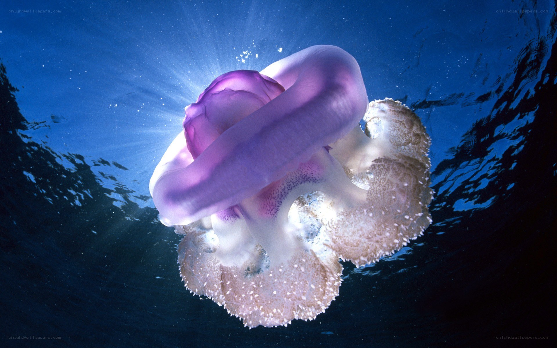 Purple jellyfish underwater