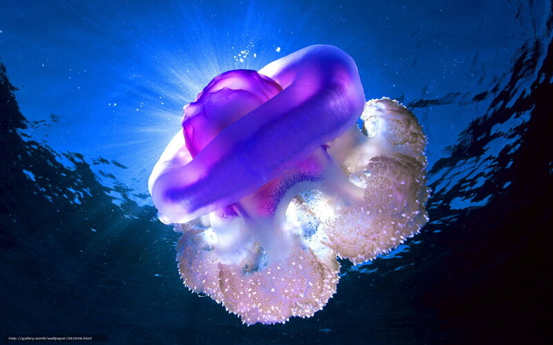 Purple Jellyfish Underwater — Blue, Serene, Night, Photograph