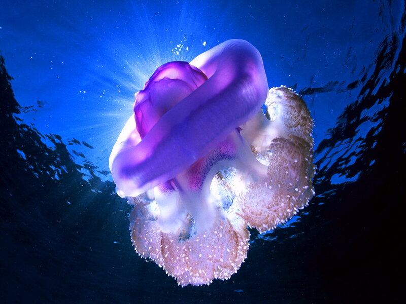 Purple Jellyfish Underwater — Blue, Serene, Night
