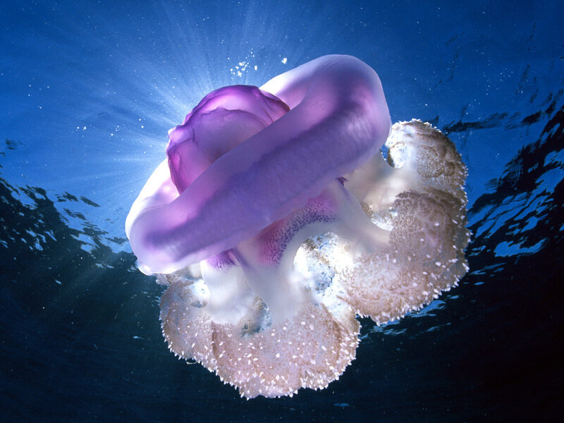 Purple Jellyfish Underwater — Blue, Serene