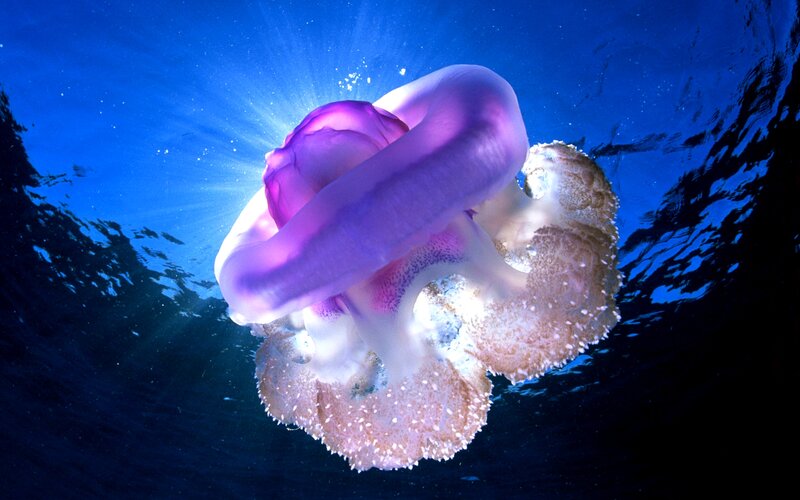 Purple Jellyfish Underwater — Blue