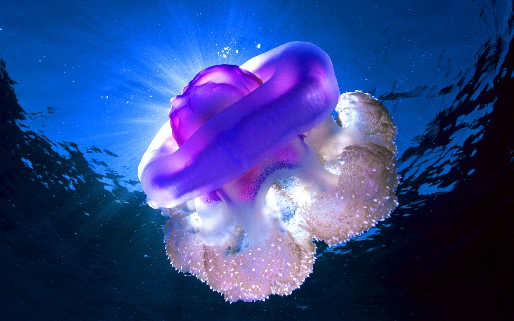Purple jellyfish underwater