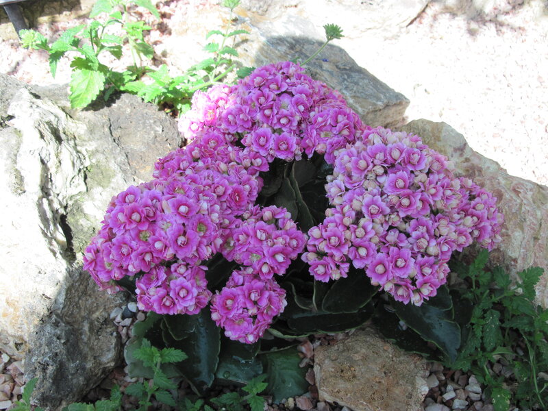 Purple Kalanchoe Flowers