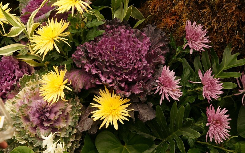 Purple Kale and Chrysanthemums
