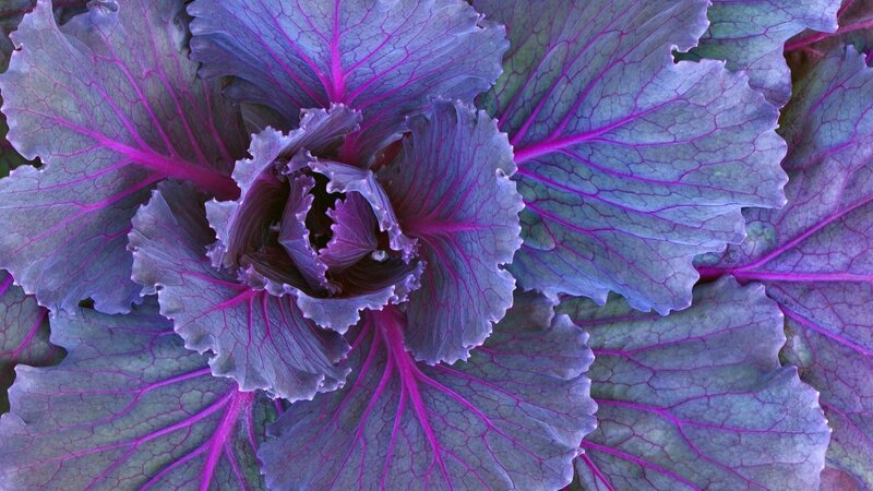 Purple kale close-up