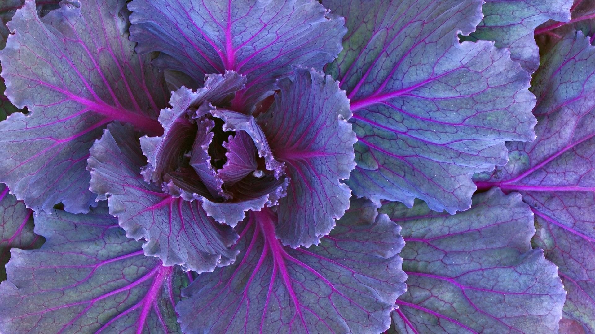 Purple kale close-up