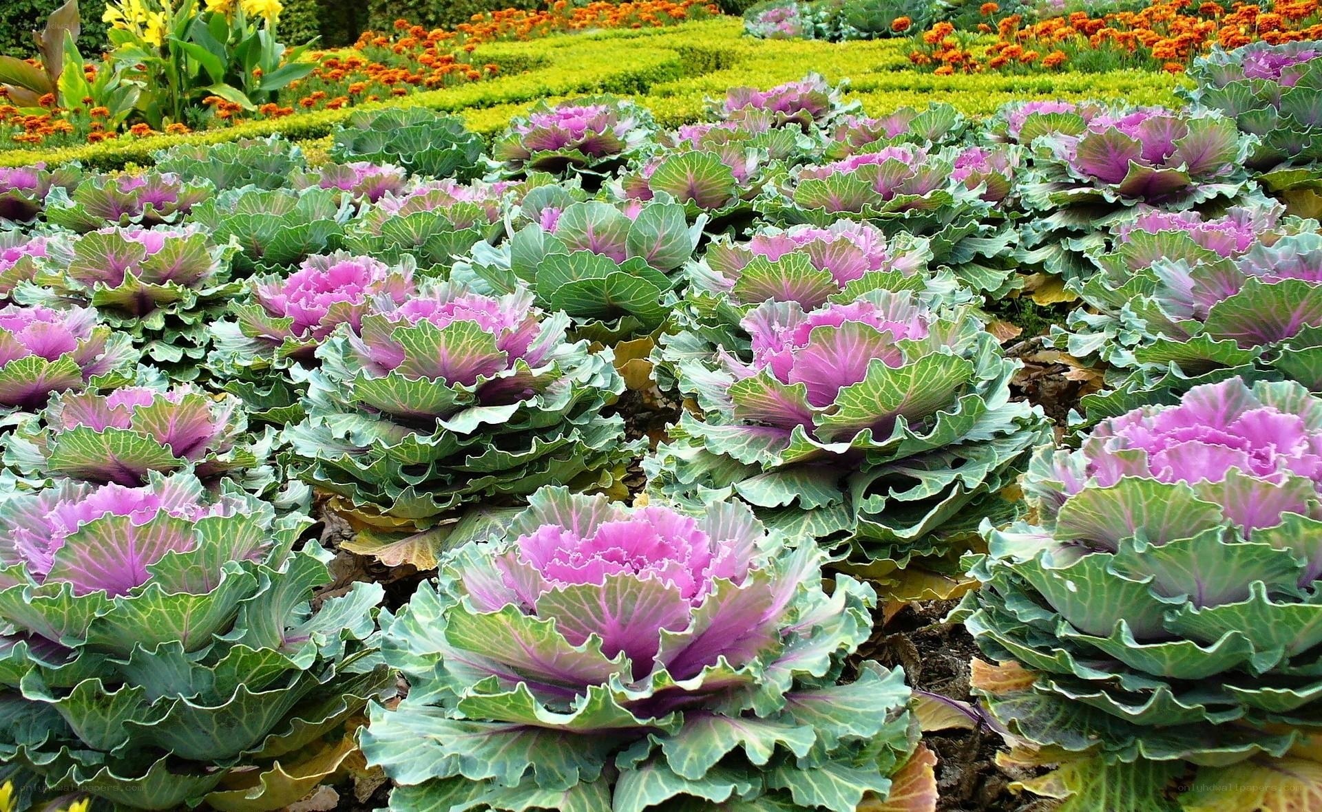 Purple kale in a garden