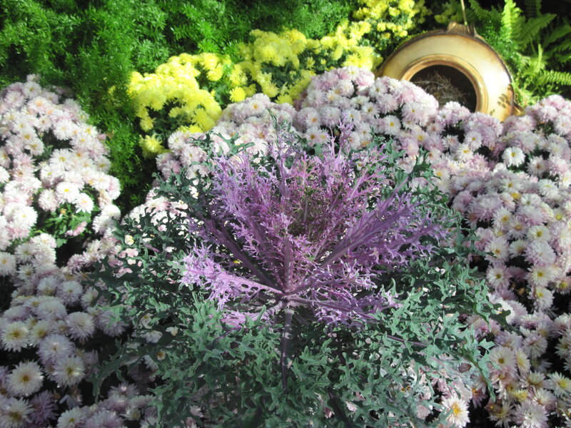 Purple Kale in Flower Bed