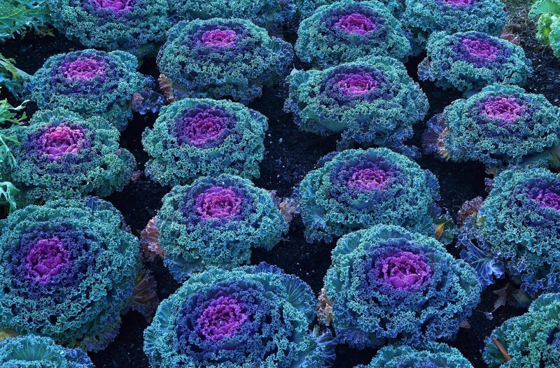 Purple kale in garden