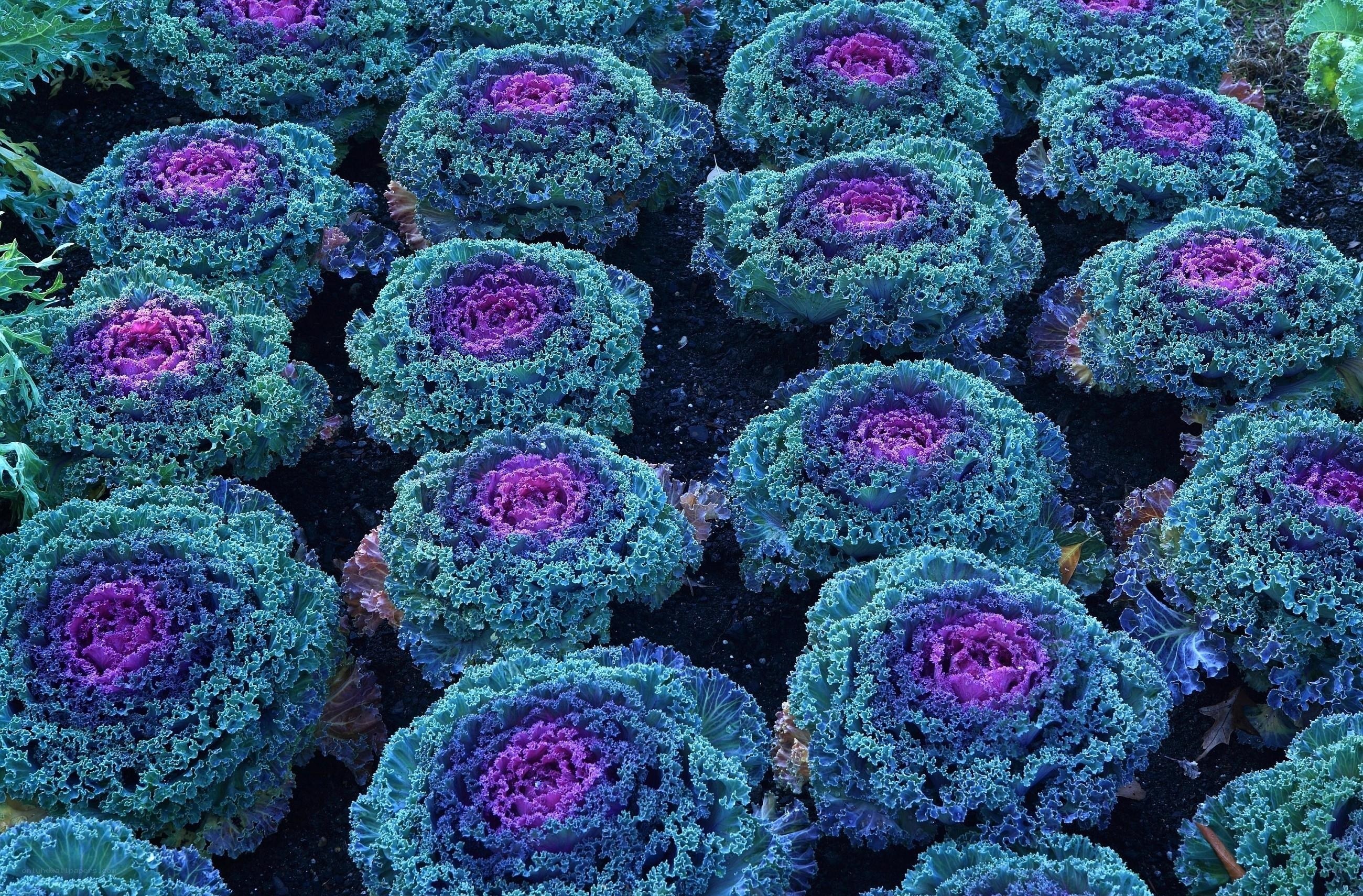Purple kale in garden