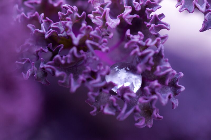 Purple Kale Leaf — Calm