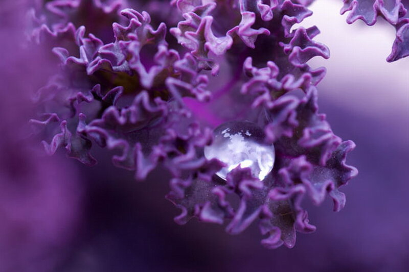 Purple Kale Leaf