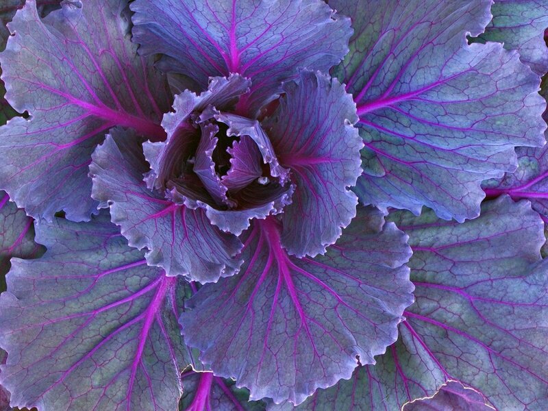 Purple Kale Plant — Calm, Photograph