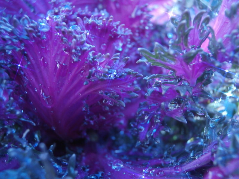 Purple Kale Plant — Dreamy