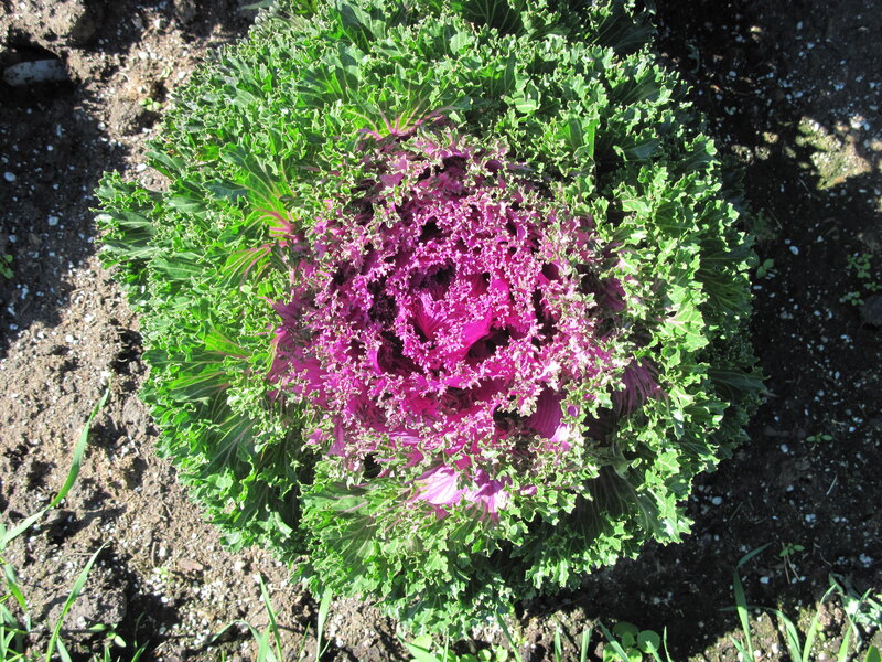 Purple Kale Plant — Green