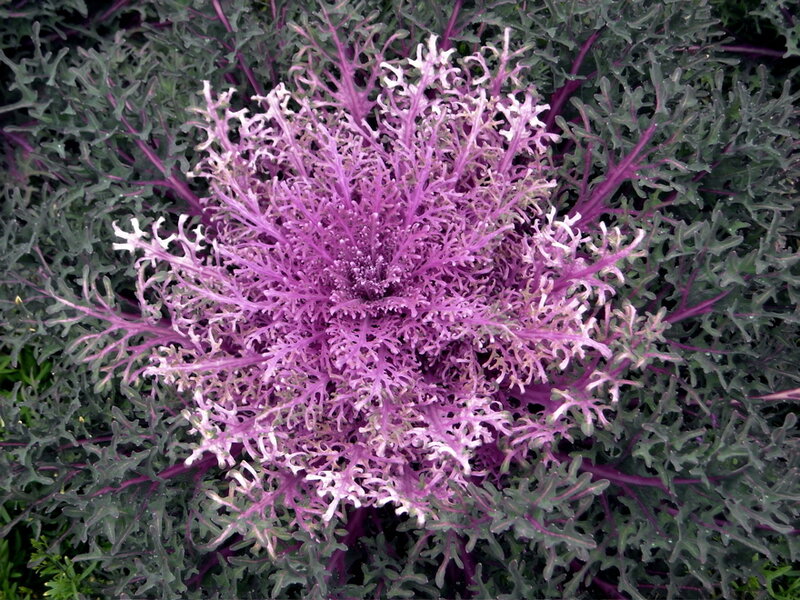 purple kale plant