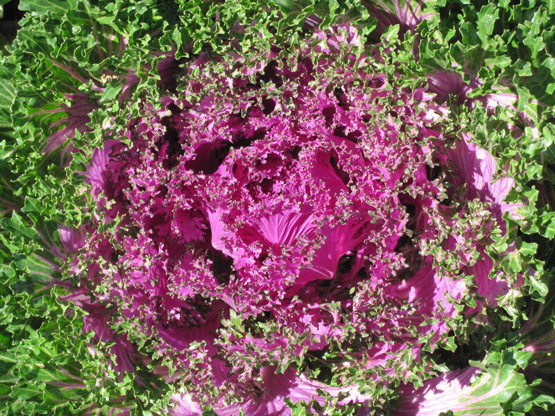 Purple Kale Plant — Vibrant, Afternoon