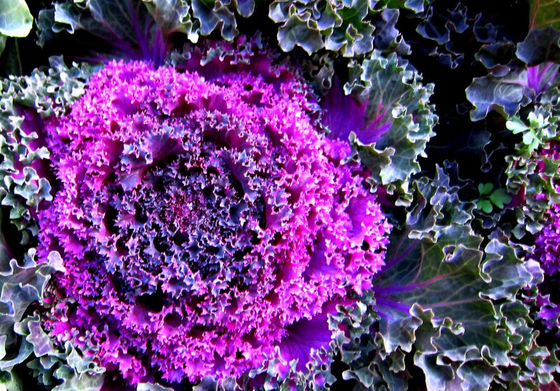 Purple Kale Plant — Vibrant