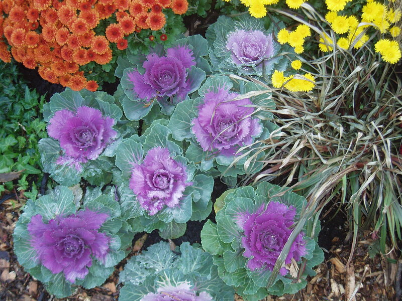 Purple Kale Plants