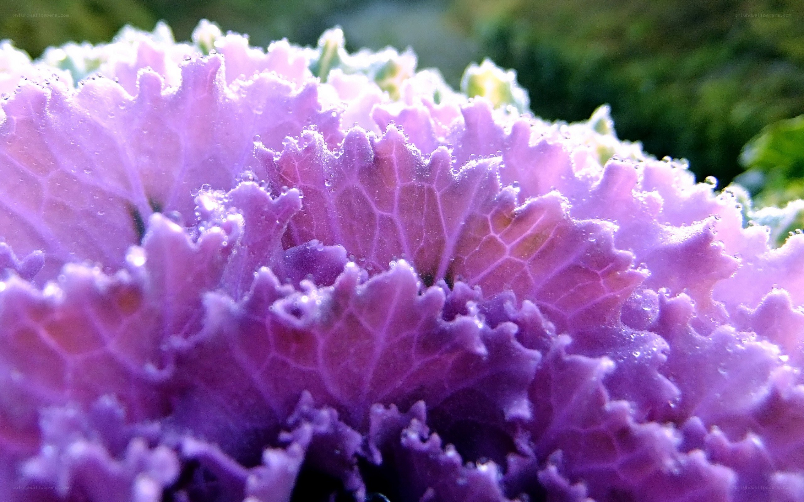 Purple kale with dew drops