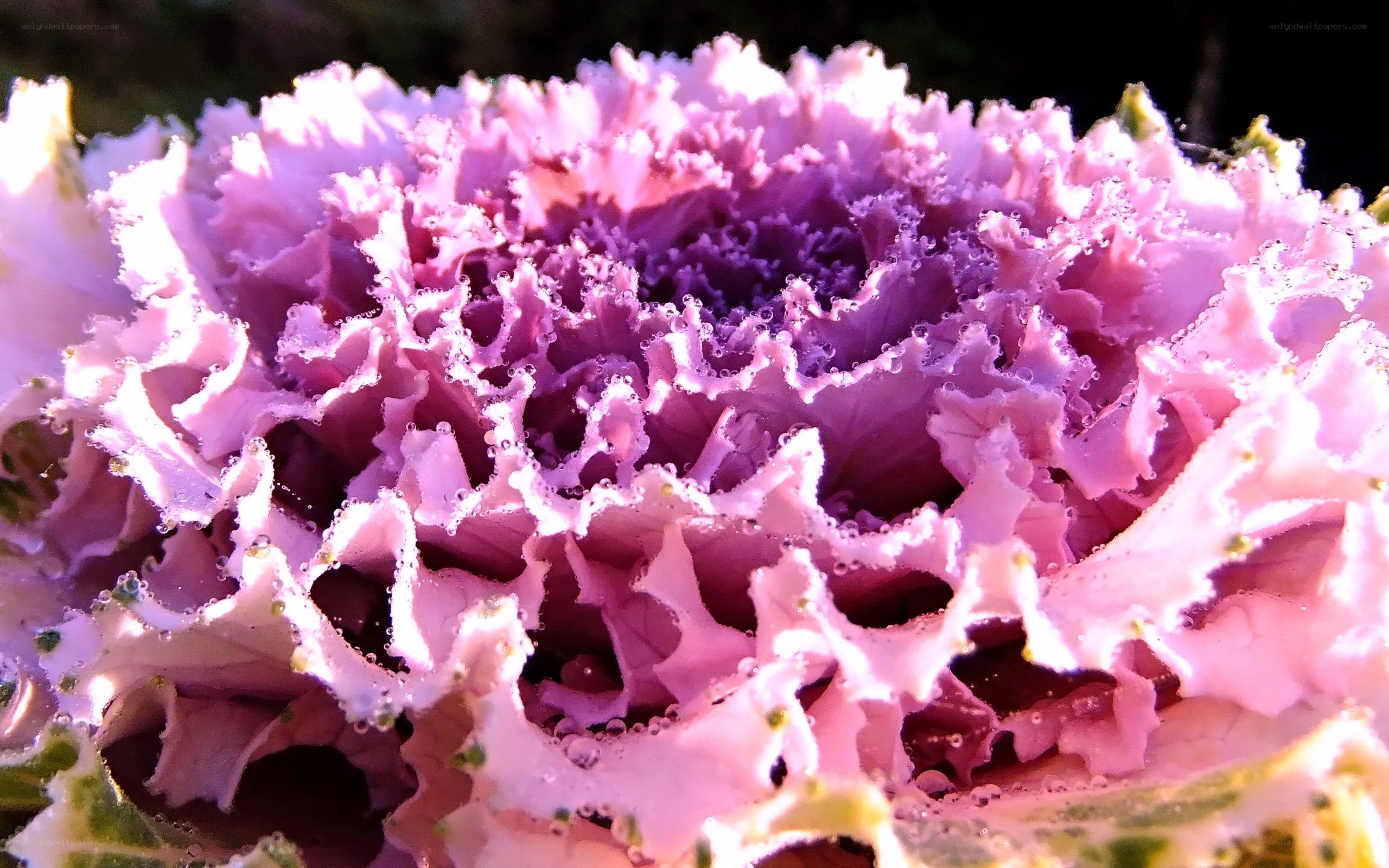 Purple kale with dew drops