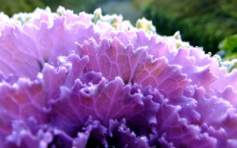 Purple Kale with Dew