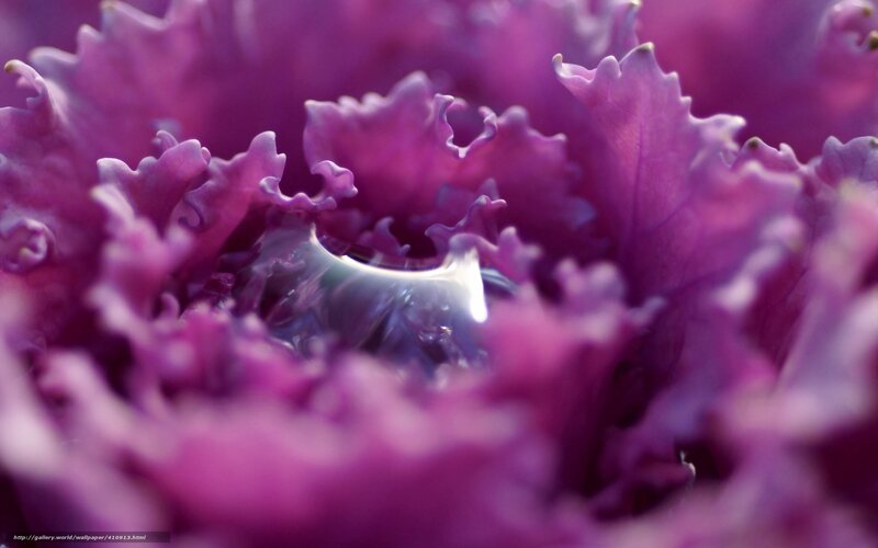 Purple kale with water droplet