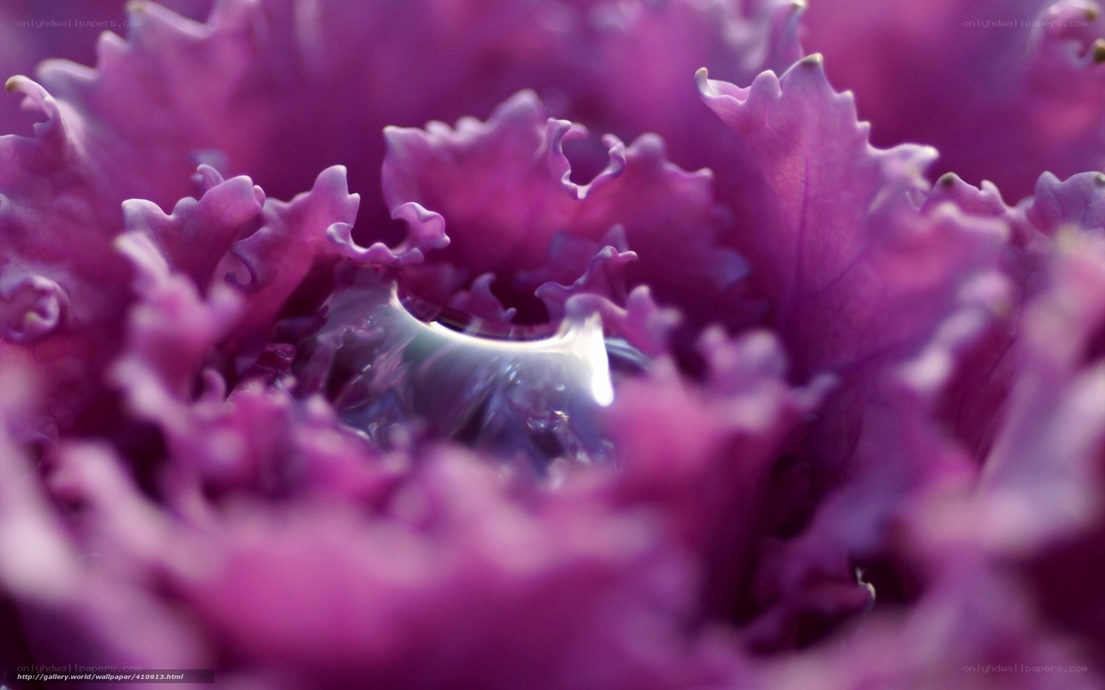 Purple kale with water droplet