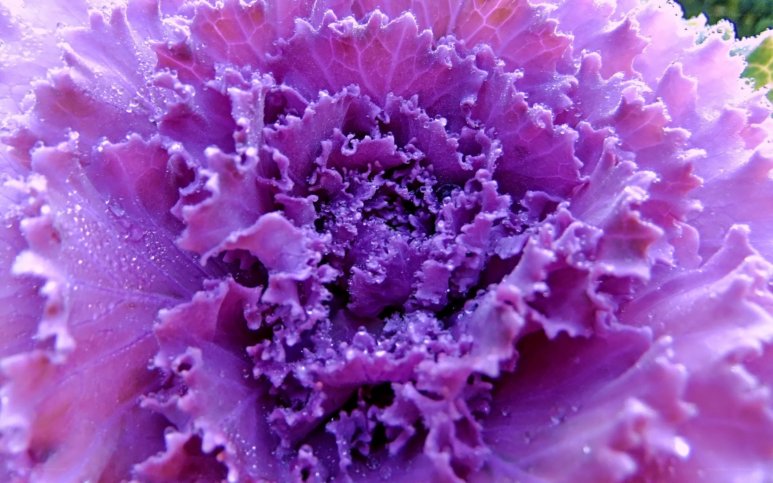 Purple kale with water droplets