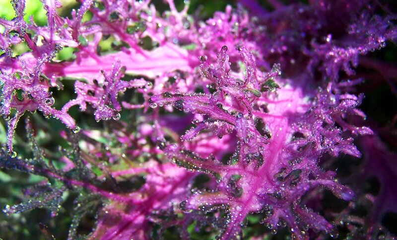 Purple Kale with Water Droplets — Vibrant